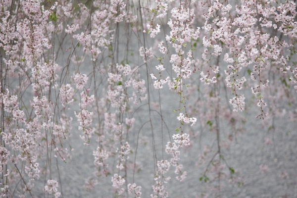 2064-12．4.19北側紅枝垂桜　繊細な幾筋か.jpg